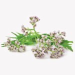 Valerian
