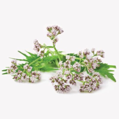 Valerian