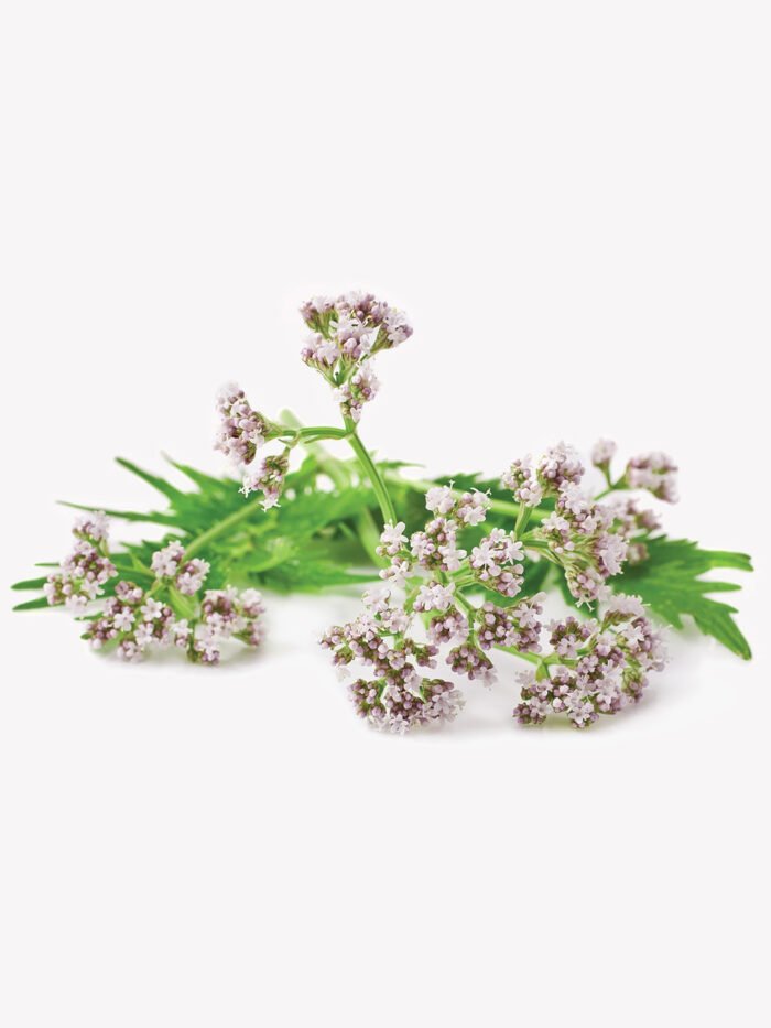 Valerian