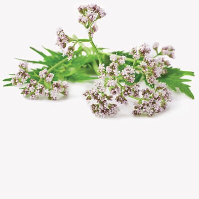 Herbs